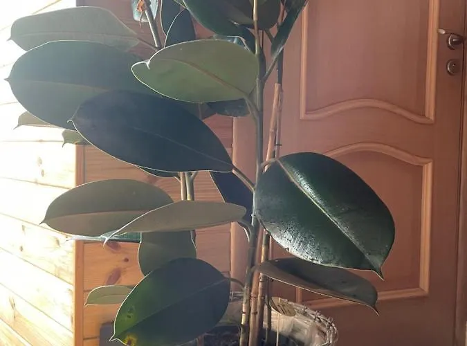 Appartement Stebuklas Coliving Vilnius