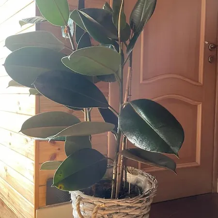 Butas Stebuklas Coliving Vilnius